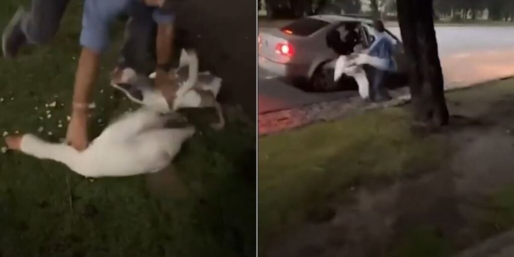 Joven roba gansos de los Lagos de Palermo para meterlos en su piscina