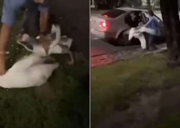 Joven roba gansos de los Lagos de Palermo para meterlos en su piscina