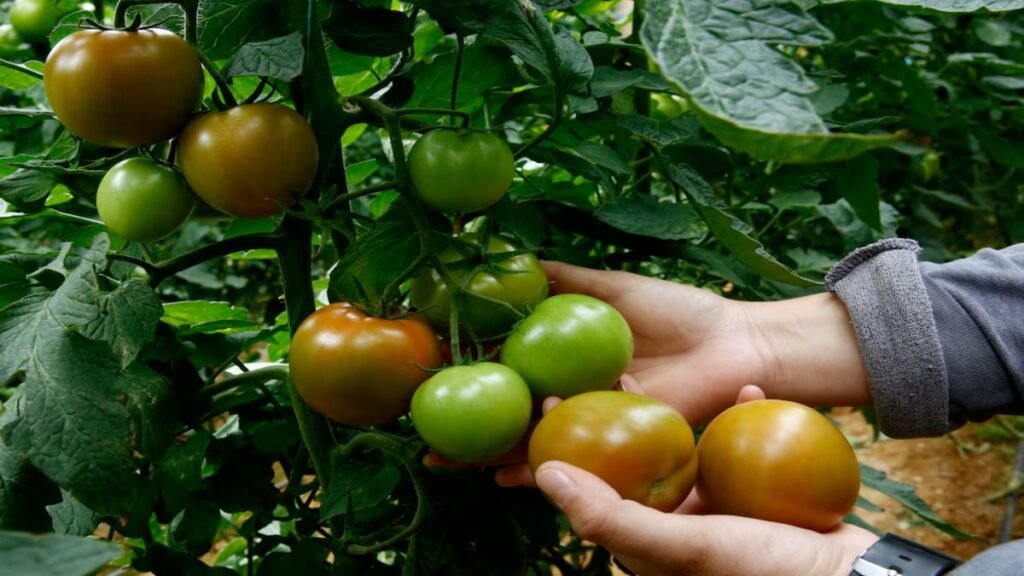 Enterrar pescado potencia el crecimiento de tomates de forma natural