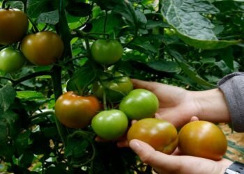 Enterrar pescado potencia el crecimiento de tomates de forma natural