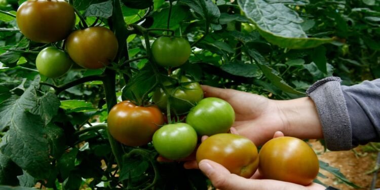 Enterrar pescado potencia el crecimiento de tomates de forma natural