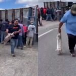 Caos en México: vecinos roban cerdos tras volcadura de camión en SLP