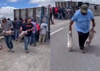 Caos en México: vecinos roban cerdos tras volcadura de camión en SLP