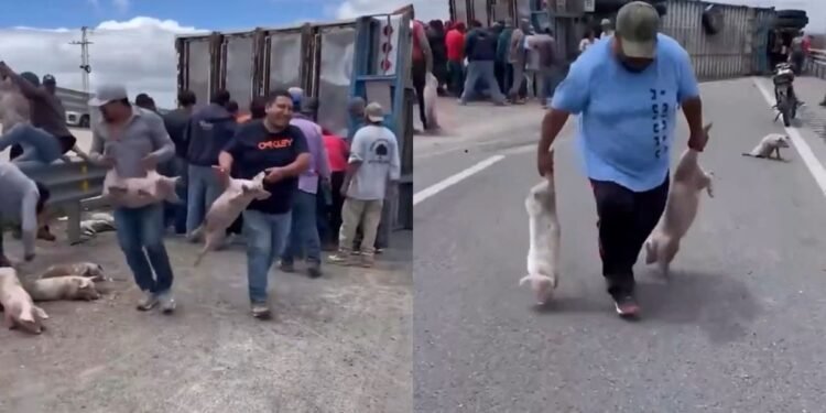 Caos en México: vecinos roban cerdos tras volcadura de camión en SLP