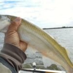 Comienza la veda de pesca en la provincia de Buenos Aires hasta noviembre