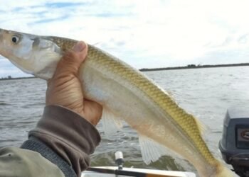 Comienza la veda de pesca en la provincia de Buenos Aires hasta noviembre
