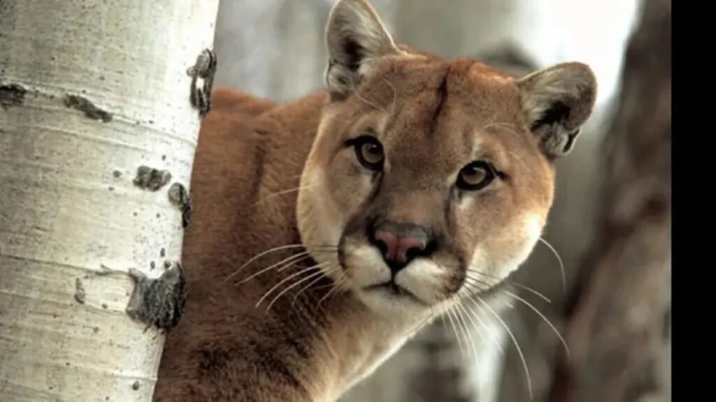 Puma sorprende a vecinos de un barrio cerrado en Pilar del Este