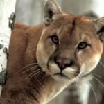 Puma sorprende a vecinos de un barrio cerrado en Pilar del Este