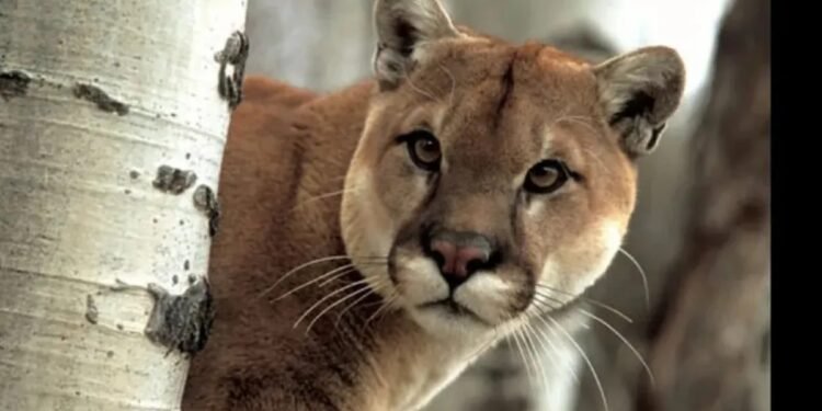 Puma sorprende a vecinos de un barrio cerrado en Pilar del Este