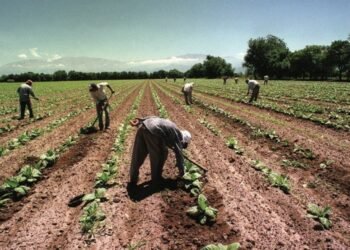 Día del Trabajador Rural: Un legado de justicia y derechos laborales en el campo