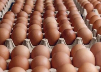 El huevo se consolida como alimento central en la dieta argentina