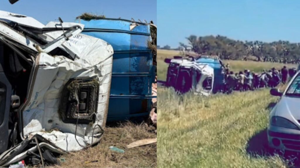 Camión con cerdos volcó en Chacabuco y conductores robaron a los animales en un triste espectáculo