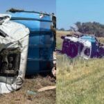Camión con cerdos volcó en Chacabuco y conductores robaron a los animales en un triste espectáculo