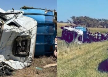 Camión con cerdos volcó en Chacabuco y conductores robaron a los animales en un triste espectáculo