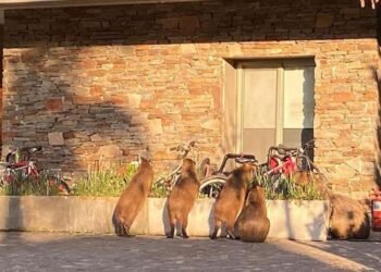 Revocan medidas de protección sobre carpinchos en Nordelta y generan polémica