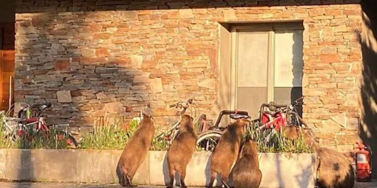 Revocan medidas de protección sobre carpinchos en Nordelta y generan polémica