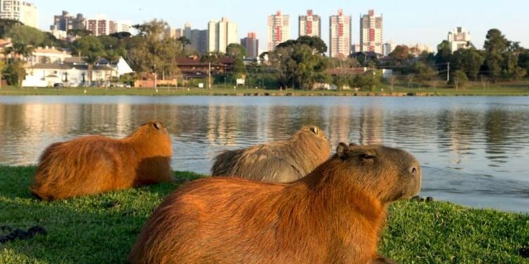 Justicia de San Isidro frena obras en Nordelta para proteger a los carpinchos