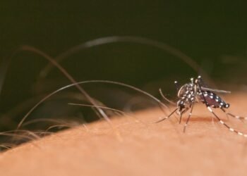 Plan de prevención del dengue busca evitar epidemia en la Provincia de Buenos Aires