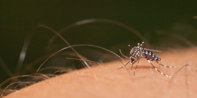 Plan de prevención del dengue busca evitar epidemia en la Provincia de Buenos Aires