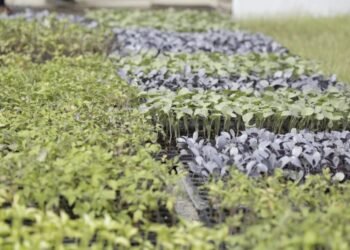 La provincia de Buenos Aires amplía inscripciones para huertas urbanas hasta octubre