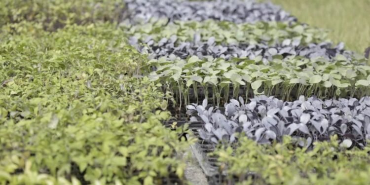 La provincia de Buenos Aires amplía inscripciones para huertas urbanas hasta octubre