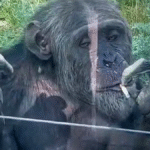 Mono fumador sorprende en zoológico y genera debate sobre bienestar animal