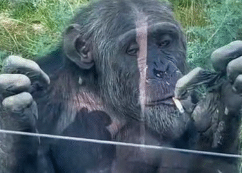 Mono fumador sorprende en zoológico y genera debate sobre bienestar animal