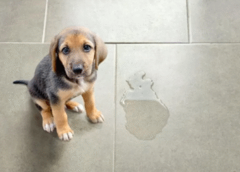 Elabora un repelente natural con vinagre para evitar que tu perro orine en casa