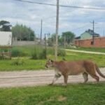 Puma suelto altera la calma en Mar Chiquita y activa operativo de búsqueda en la zona