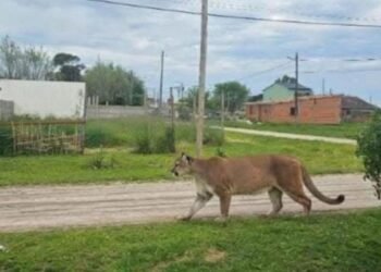 Puma suelto altera la calma en Mar Chiquita y activa operativo de búsqueda en la zona