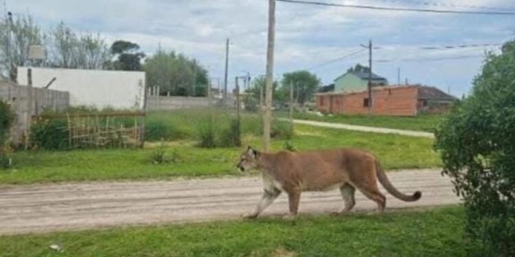 Puma suelto altera la calma en Mar Chiquita y activa operativo de búsqueda en la zona