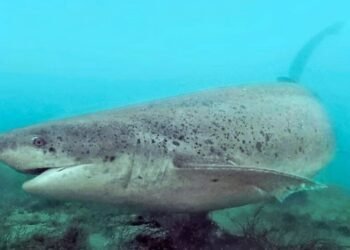 Investigadores argentinos y uruguayos estudian tiburones en la costa bonaerense