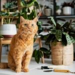 Consejos prácticos para proteger tus plantas de los gatos en casa