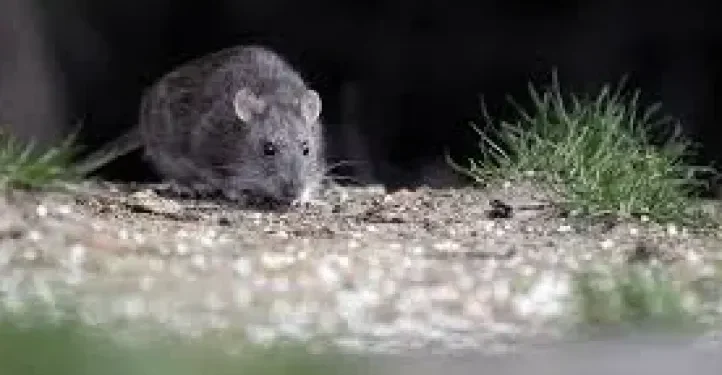 Fallece albañil en Bariloche tras contraer hantavirus; dos personas, en aislamiento médico