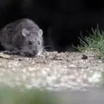 Fallece en Bariloche un hombre por hantavirus y activan protocolos sanitarios