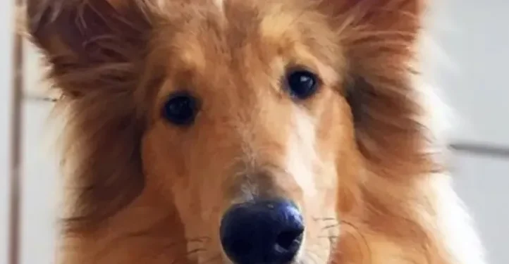 Alberto Fernández despide a Dylan, su querido collie, con un emotivo mensaje en redes