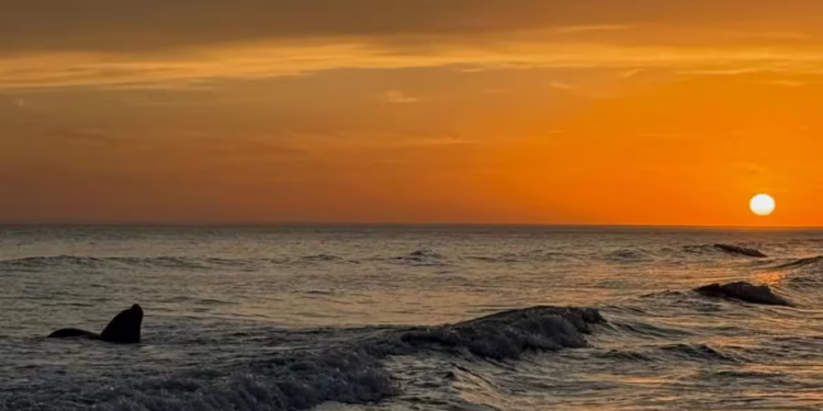 Pehuen Có: el rincón escondido en la Provincia que deslumbra con atardeceres únicos
