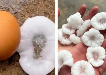 Granizo del tamaño de un huevo causa daños en Huanguelén tras intensa tormenta en Coronel Suárez