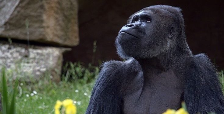 Hoy se celebra el Día Mundial de la Evolución: homenaje a Darwin y descubrimientos históricos