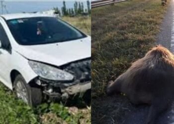 Peugeot 308 choca contra un carpincho en Vivoratá y provoca alarma en la Ruta 2
