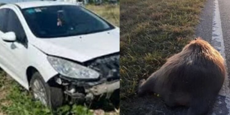 Peugeot 308 choca contra un carpincho en Vivoratá y provoca alarma en la Ruta 2