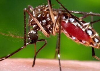 Bahía Blanca registra el brote de dengue más austral del mundo