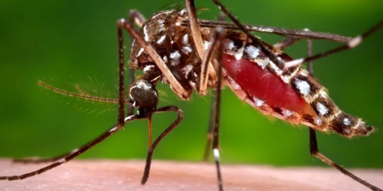 Bahía Blanca registra el brote de dengue más austral del mundo