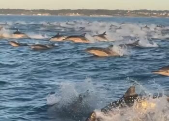Delfines o toninas: el video marplatense desata un apasionante debate en redes sociales
