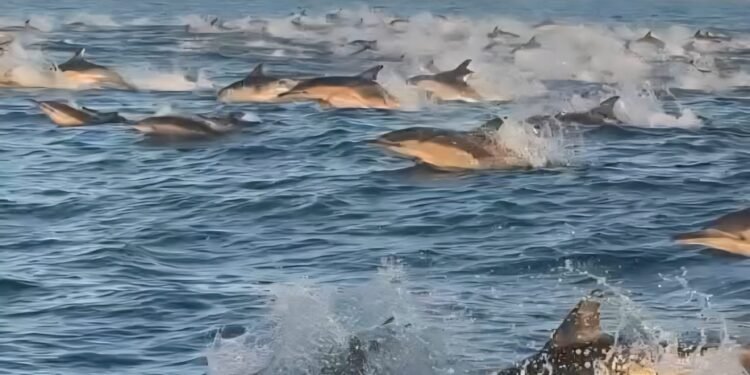 Delfines o toninas: el video marplatense desata un apasionante debate en redes sociales