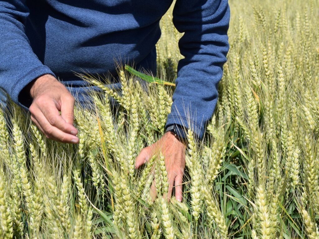 Del "no va a andar" al récord de trigo: la revolución genética que sorprende al mundo