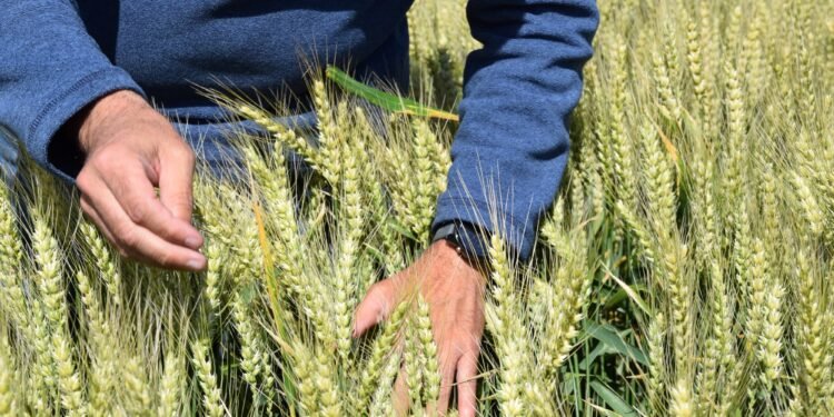 Del "no va a andar" al récord de trigo: la revolución genética que sorprende al mundo