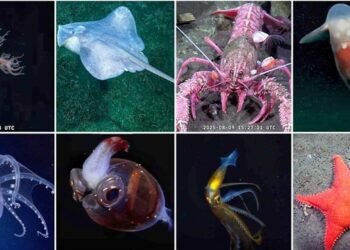 Científicos zarpan desde Buenos Aires para explorar ecosistemas extremos del Mar Argentino