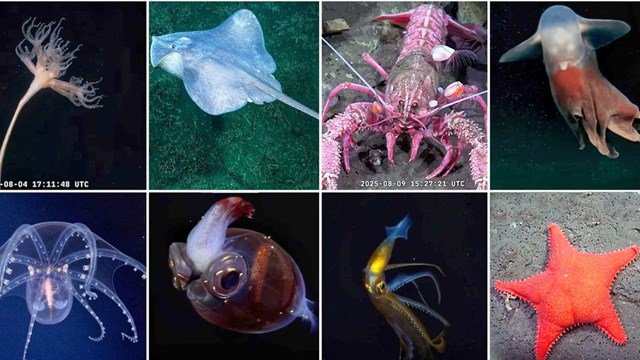 Científicos zarpan desde Buenos Aires para explorar ecosistemas extremos del Mar Argentino