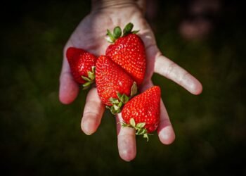 La Fiesta de la Frutilla en Varela resalta la producción local y el turismo